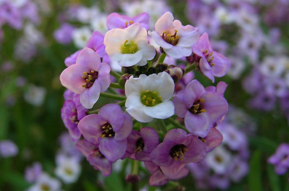 مروارید(گل عسل)